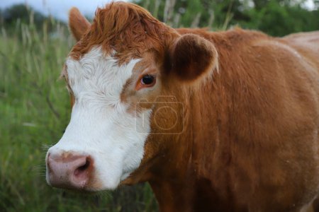 Téléchargez les photos : Une vache de Hereford. Race bovine. Vaches brunes et blanches pâturant dans les champs. Du bétail argentin. Vache dans le champ argentin. Bovins pour la viande. Identification des bovins dans l'oreille. Industrie de l'élevage. - en image libre de droit