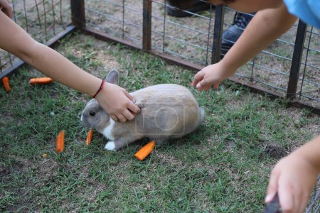 Niños acariciando a un pequeño conejo en una granja educativa. Pequeño conejito gris, marrón y blanco comiendo zanahorias y siendo acariciado por los niños en una jaula. Animales de granja.