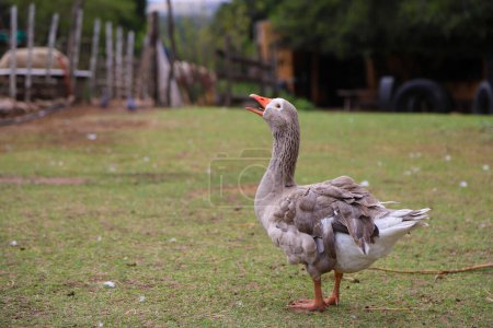 Gray goose with white squawking in farm. Blue-eyed goose with plucked feathers in the wild with a farm background with copy space. Domestic bird.
