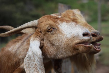 Pair of brown and white goats bleating. Goats with open mouths asking for food. Farm animals. Closeup of goats in corral.