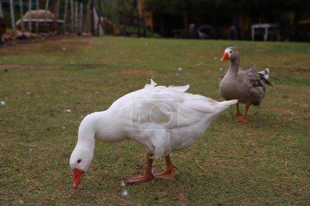 Pair of geese walking free on a farm. Poultry. White goose and gray goose with farm background and copy space. Farm animals.