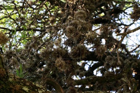 Oeillet d'air. Tillandsia Aeranthos. Plante qui pousse en hauteur sur les arbres, les rochers, les objets. Originaire d'Amérique centrale et d'Amérique latine. Il pousse sur les arbres et peut nuire à leur santé.