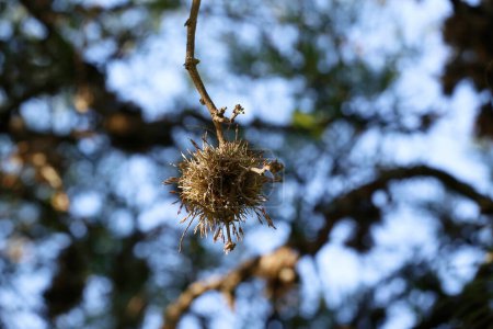 Luftnelke. Tillandsia Aeranthos. Pflanze, die in der Höhe auf Bäumen, Felsen, Objekten wächst. Ursprünglich aus Mittelamerika und Lateinamerika. Es wächst auf Bäumen und kann ihrer Gesundheit schaden.