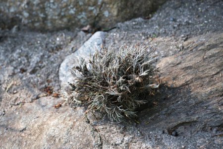 Carnation from the air on rock. Tillandsia Aeranthos. Plant that grows in height on trees, rocks, objects. Originally from Central America and Latin America.