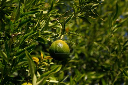 Green tangerine on tree. Mandarins fruits not yet ripe. Citric fruit. Unharvested fruit. Meal. Healthy food. Close up. Green peel tangerine.