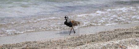 Tero (Vanellus chilensis) walking along the beach. Bird on the shores of the lake. Bird walking on the sand of the sea. Tero-tero, leque, lapwing, stone curlew, pellar, queltehue, treile, triel.