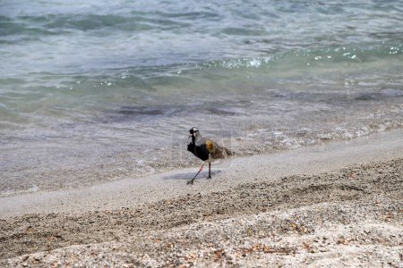 Téléchargez les photos : Tero (Vanellus chilensis) marchant le long de la plage. Oiseau sur les rives du lac. Oiseau marchant sur le sable de la mer. Tero-tero, leque, lapwing, stone curlew, pellar, queltehue, treile, triel. - en image libre de droit