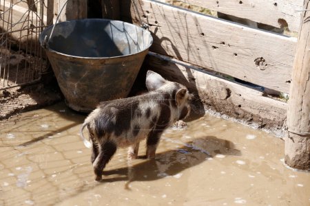 Téléchargez les photos : Petit porcelet tacheté dans un enclos. Le cochon boit dans la boue de la porcherie. Animaux de ferme. - en image libre de droit