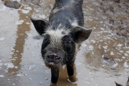 Téléchargez les photos : Cochon poilu noir et blanc regardant la caméra de près et debout dans la boue dans la porcherie. Animal de ferme. industrie porcine. - en image libre de droit
