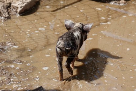 Téléchargez les photos : Petit cochon marchant dans une flaque de boue dans une ferme. Cochon en porcherie. Animaux de ferme domestiques en plein air. - en image libre de droit