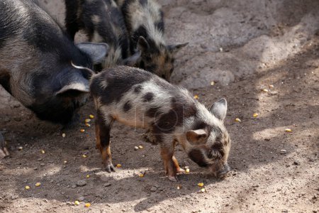Familia de cerdos manchados comiendo maíz en una pocilga. Animales de granja. industria porcina. Alimentación de animales domésticos.