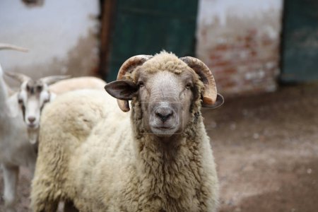 Retrato de carnero blanco con un cuerno roto mirando frente con fondo con espacio de copia. Animales de granja. Industria agrícola y ganadera.