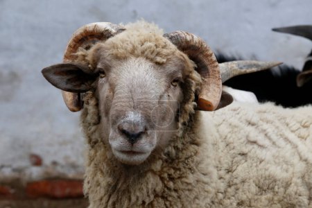 Portrait of ram with white wall in the background. White sheep. Farm animals. sheep industry. Domestic animals in barn.