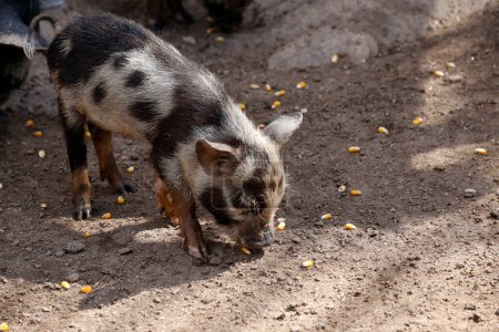Hairy little pig with black and white spots eating corn in a pigsty. Farm animal. Baby pig. Swine industry.