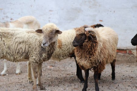 Téléchargez les photos : Troupeau de moutons et de béliers. Animaux de ferme domestiques. Ovins bovins. - en image libre de droit