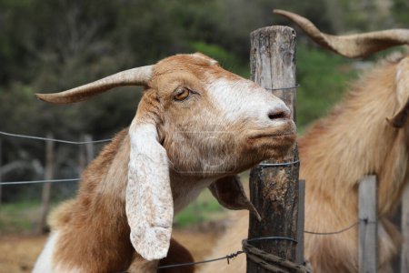 Cabras marrones en corral rural. Animales de granja. Divertido y lindo animal. industria caprina.