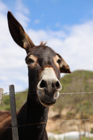 Photo for Vertical portrait of a very funny donkey with blue sky background and copy space. Farm animal. Brown and white mule. - Royalty Free Image