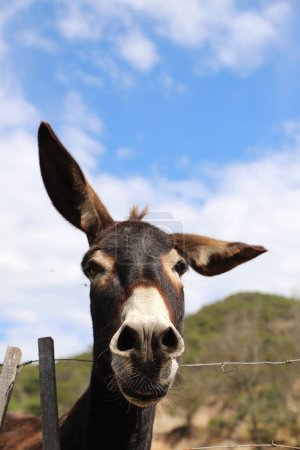Photo for Vertical portrait of a crazy and funny donkey with blue sky background and copy space. Farm animal. Brown and white mule. - Royalty Free Image