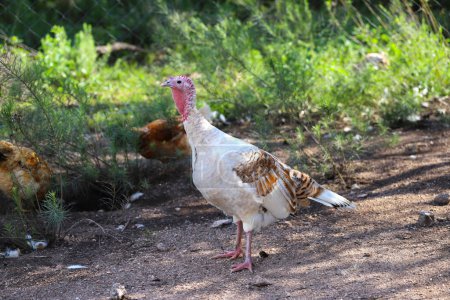 Foto de Pavo real blanco y marrón en pluma con pollos. Animal de granja. Pájaro. Industria avícola. - Imagen libre de derechos