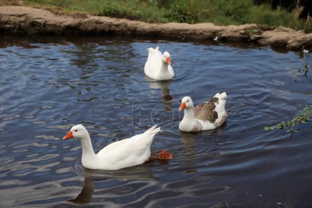 Téléchargez les photos : Oies blanches et grises nageant dans l'étang. Oiseau domestique. Animaux de ferme. Belle oie grise et blanche nageant librement dans la lagune. - en image libre de droit