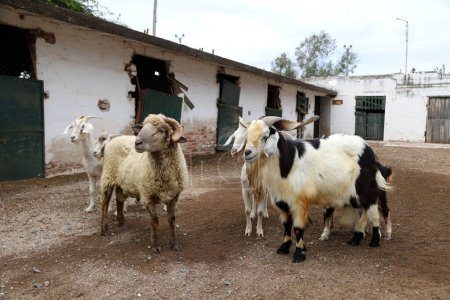 Foto de Ram y cabra con sus familias. Jefes de familias de animales. Ovejas y cabras en la vieja granja. Criar ovinos y caprinos. - Imagen libre de derechos