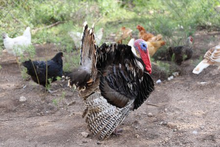 Foto de Pavo real negro en pluma con pollos. Pavo. Animal de granja. Pájaro. Industria avícola. - Imagen libre de derechos