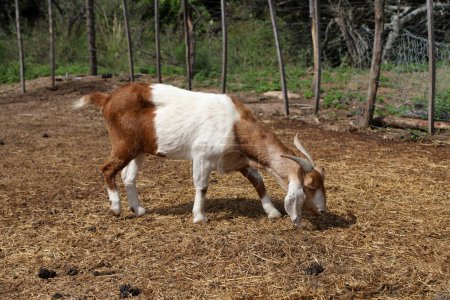 Cabra blanca y marrón pastando en corral de granja. Granja rural. Ganado caprino.
