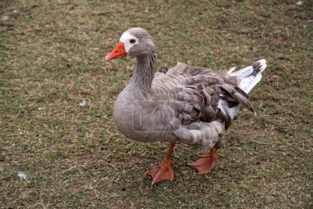 Gray goose walking in freedom on rural farm. Blue-eyed goose with plucked feathers in the wild with a farm background with copy space. Domestic bird.