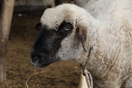 Nahaufnahme von Lamm mit Kuhglocke. Schafe mit schwarzem Gesicht und weißer Wolle. Nutztiere. Schafindustrie.