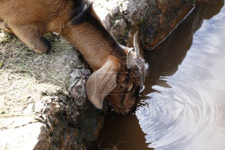 Brown goat drinking water in pond. Domestic farm animal. Goat cattle. goat industry.