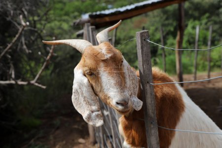 Goat peeking out in a farm corral. Brown and white goat. Goat cattle. Farm animals.Rural farm.