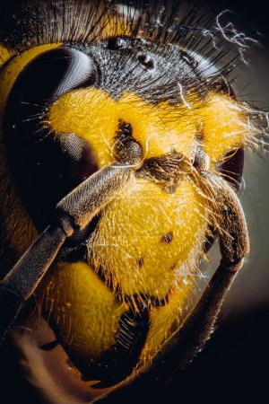 Gelber Wespenkopf (europäische Vespula). Extremes Makrofoto von Wespenkopf auf dunklem Hintergrund. Im Rahmen extrem detaillierte zusammengesetzte Augen, Wespenantennen und Unterkiefer. Natur, Insektenkonzept.