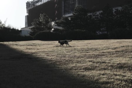 dog running in the city