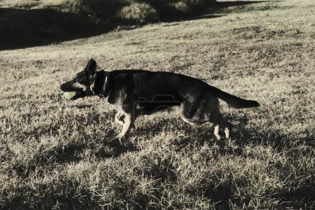 Schwarz-Weiß-Foto eines jungen Hundes