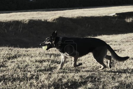 Schwarz-weißer Schäferhund beim Spielen auf einem Feld. Foto in hoher Qualität