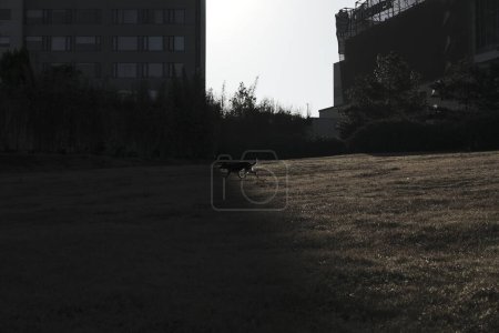 Schwarz-Weiß-Foto eines Hundes im Park