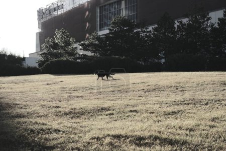 Hund auf dem Feld