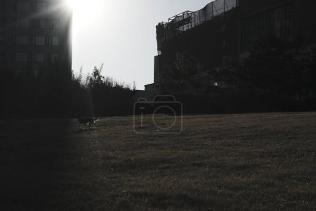 Foto de Un perro blackr paseando - Imagen libre de derechos