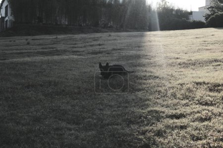Schwarz-Weiß-Foto eines Hundes im Wald