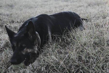 dog lying in the grass.
