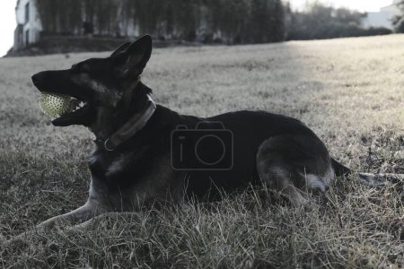 german shepherd dog with ball