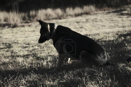 Foto de Perro blanco y negro en la naturaleza - Imagen libre de derechos