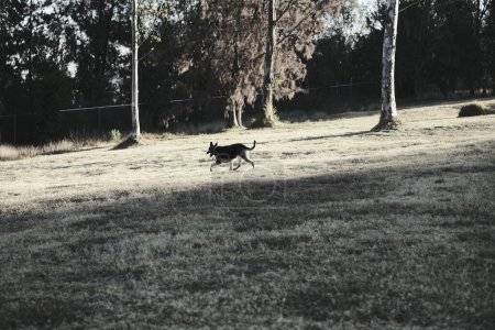dog running through the forest on a sunny day.