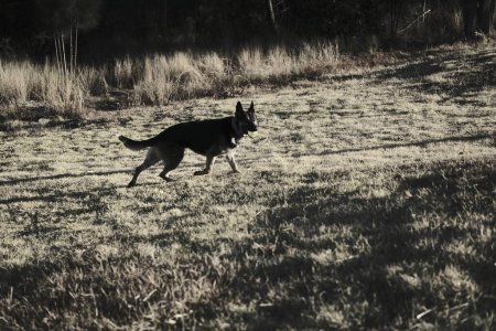 Schwarz-Weiß-Foto eines Hundes im Park