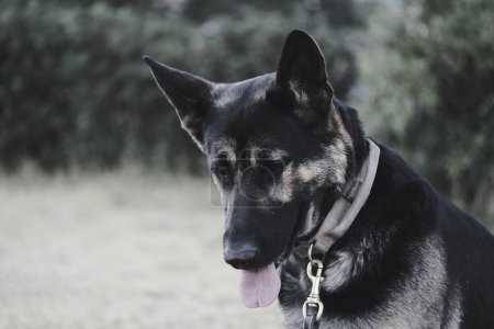 Foto de Retrato de perro pastor alemán - Imagen libre de derechos