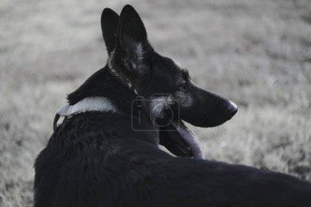 Foto de Negro perro acostado en la hierba - Imagen libre de derechos