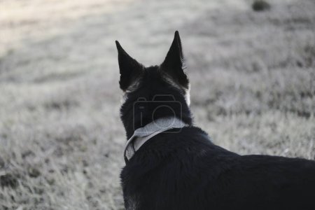 Foto de Perro blanco y negro en el camino - Imagen libre de derechos