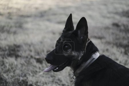 Foto de Cachorro pastor alemán en un campo de hierba, retrato, naturaleza, fondo - Imagen libre de derechos