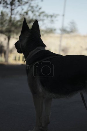 Foto de Un perro pastor alemán negro caminando - Imagen libre de derechos