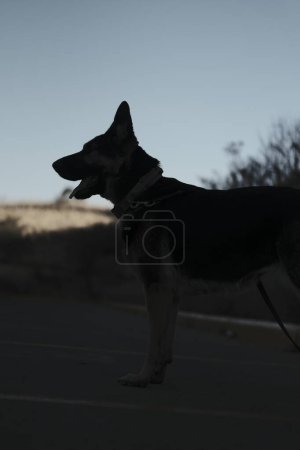 Foto de Un disparo vertical de un perro negro en la carretera - Imagen libre de derechos